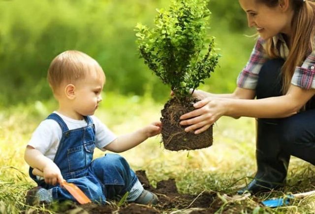 Un Albero per Bambino